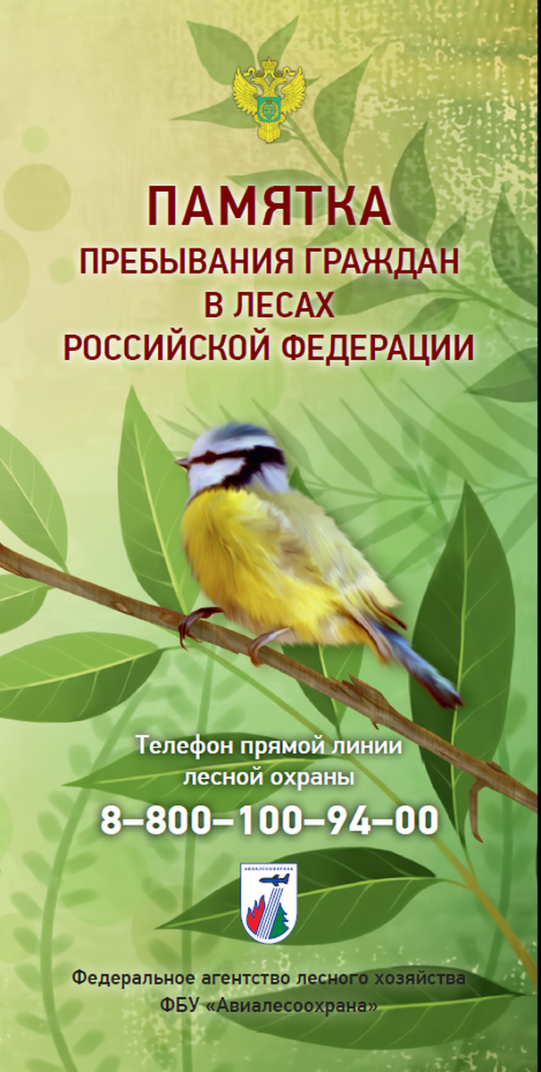 памятка пребывания граждан в лесах российской федерации