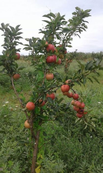 Урожай яблок в школьном саду 2016 года в МКОУ "Таловская СОШ"