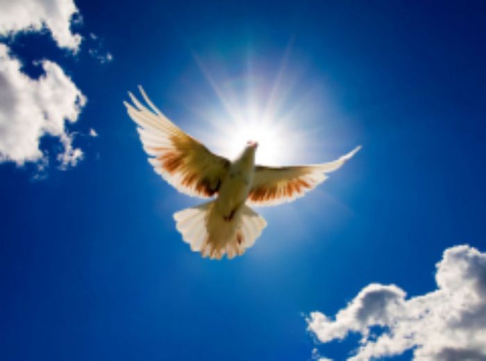 Белый голубь в мирном небе — пусть всегда будет мир! (Фото: Andy Z., Shutterstock)